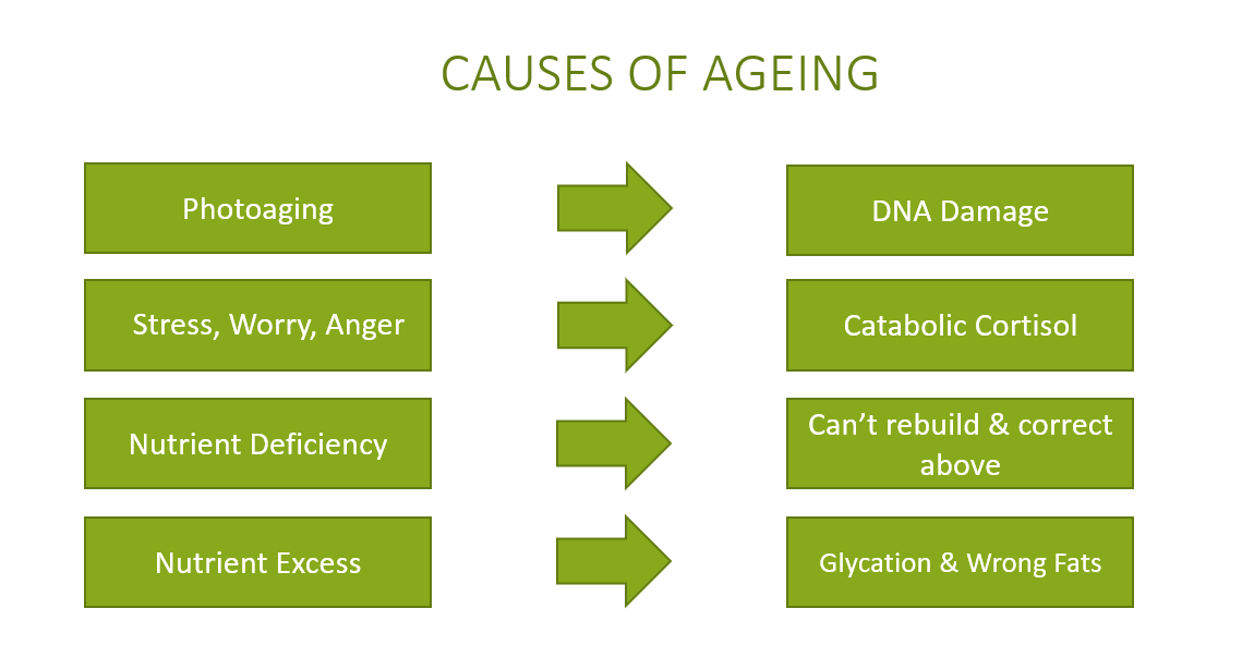 Causes of Ageing